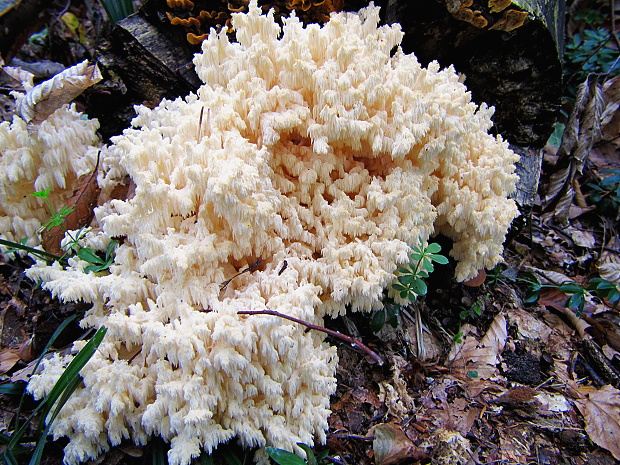 koralovec bukový Hericium coralloides (Scop.) Pers.