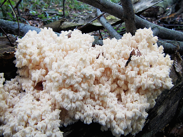 koralovec bukový Hericium coralloides (Scop.) Pers.