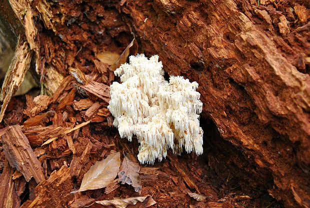 koralovec bukový Hericium coralloides (Scop.) Pers.