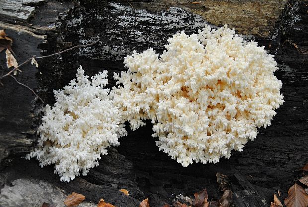 koralovec bukový Hericium coralloides (Scop.) Pers.