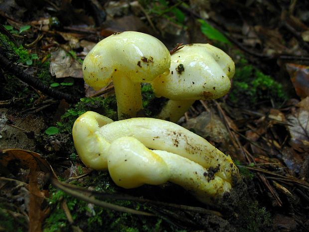 šťavnačka žltovločkatá Hygrophorus chrysodon (Batsch) Fr.