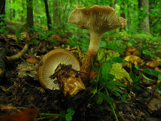 šťavnačka Persoonova Hygrophorus persoonii Arnolds