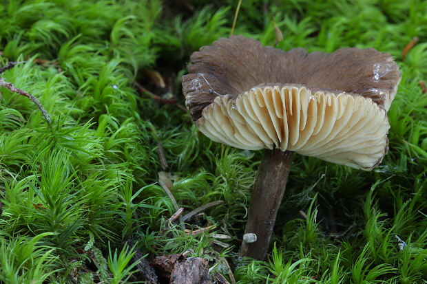 rýdzik čiernozamatový Lactarius lignyotus Fr.