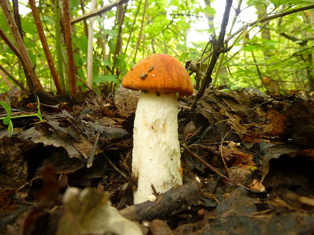 kozák osikový Leccinum albostipitatum den Bakker & Noordel.