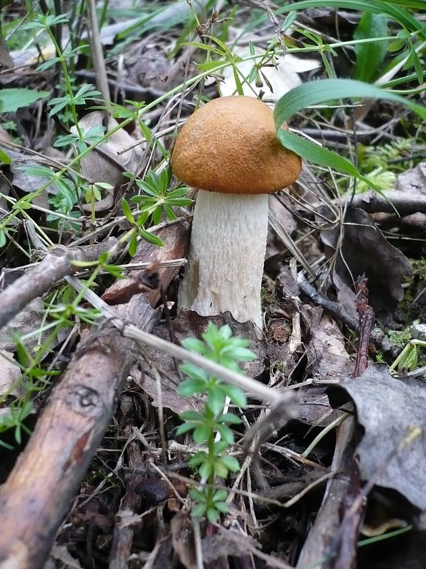 kozák osikový Leccinum albostipitatum den Bakker & Noordel.