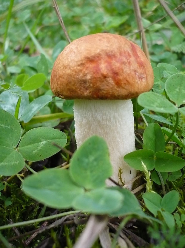 kozák osikový Leccinum albostipitatum den Bakker & Noordel.