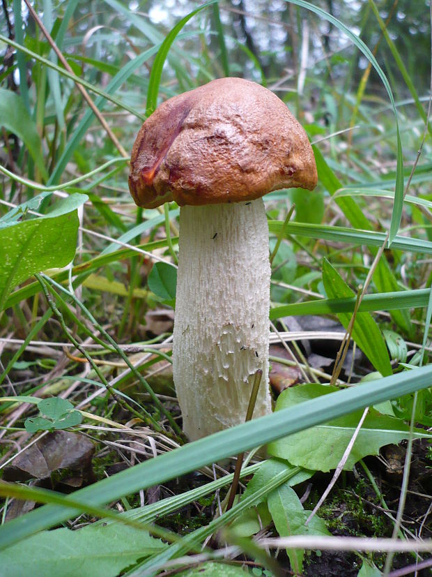 kozák osikový Leccinum albostipitatum den Bakker & Noordel.