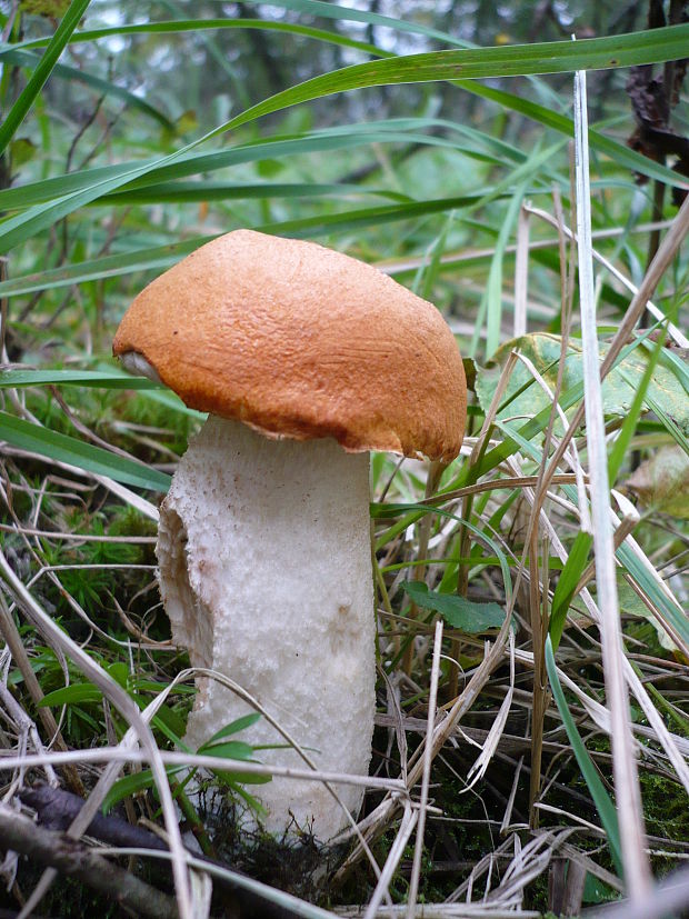 kozák osikový Leccinum albostipitatum den Bakker & Noordel.