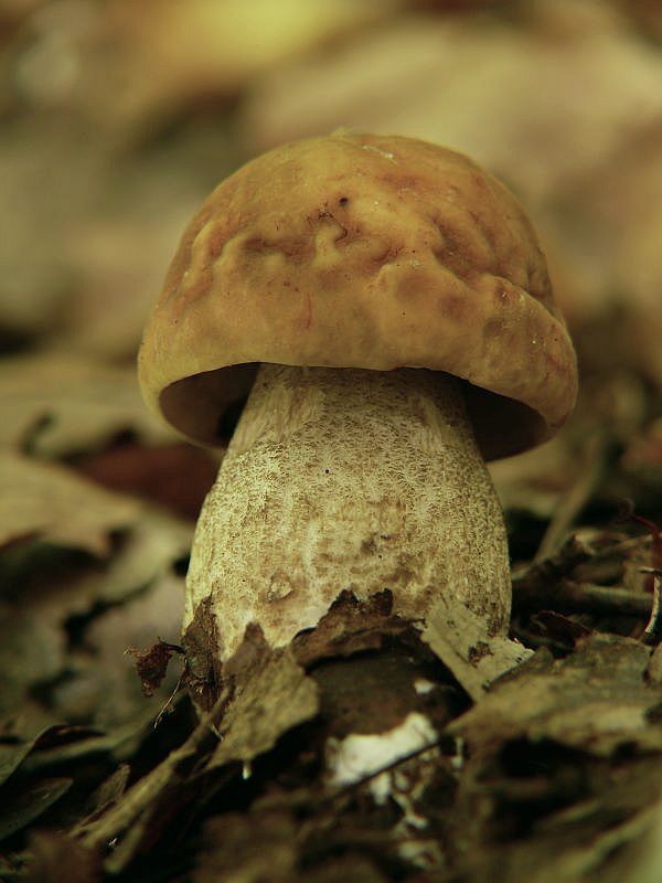 kozák hrabový Leccinum pseudoscabrum (Kallenb.) Šutara