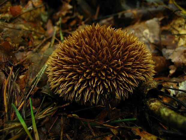 prášnica pichliačová Lycoperdon echinatum Pers.