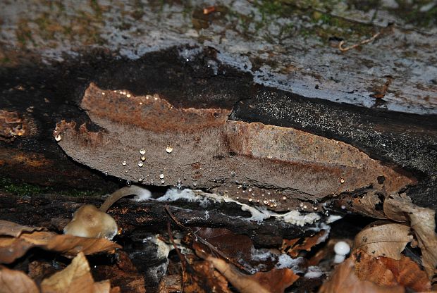 ohňovec Pouzarov Phellinidium pouzarii (Kotl.) Fiasson & Niemelä