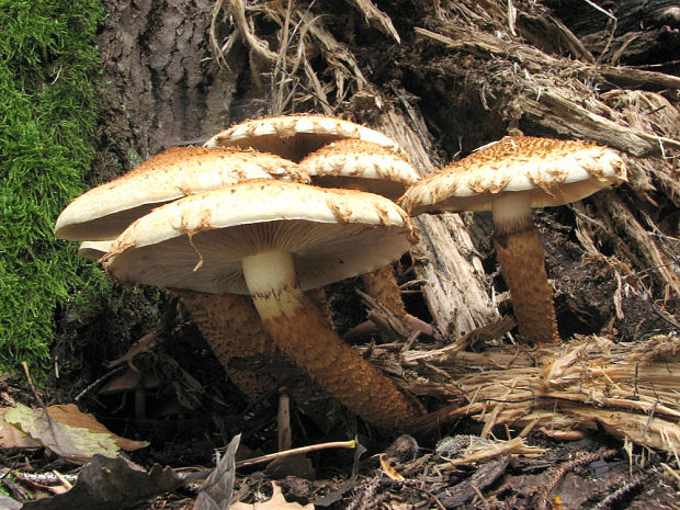 šupinovka šupinatá Pholiota squarrosa (Vahl) P. Kumm.