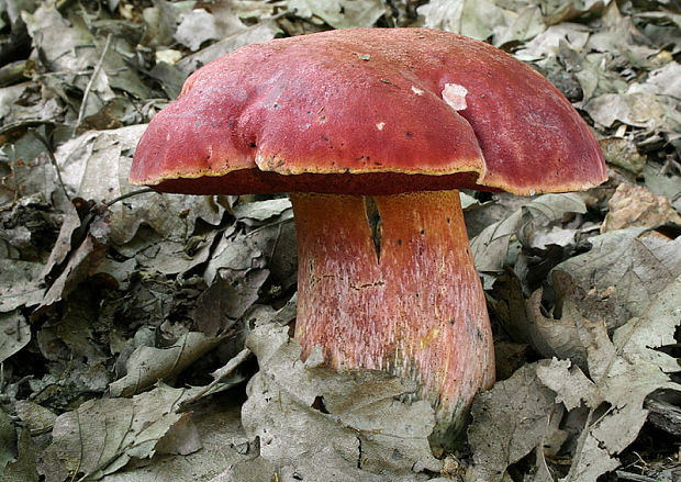 hríb Dupainov Rubroboletus dupainii (Boud.) Kuan Zhao & Zhu L. Yang