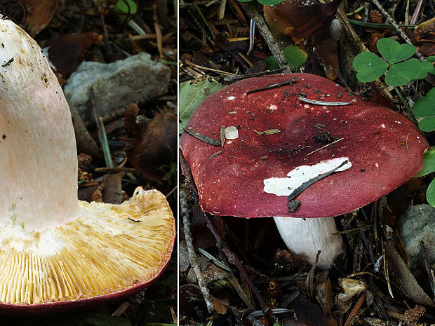 plávka  Russula sp.