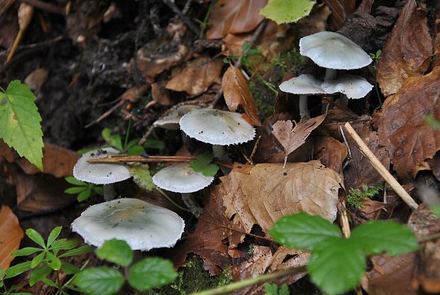 golierovka zelenomodrá Stropharia caerulea Kreisel