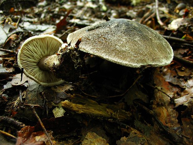 čírovka čiernošupinatá Tricholoma atrosquamosum Sacc.