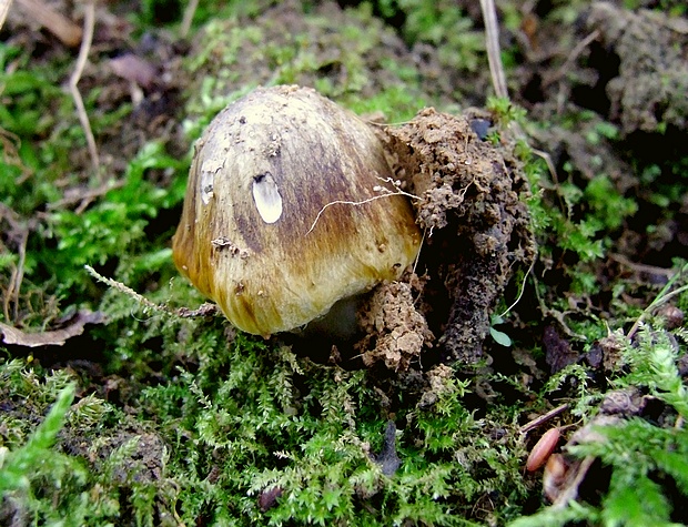 čírovka zelenohnedastá Tricholoma sejunctum (Sowerby) Quél.