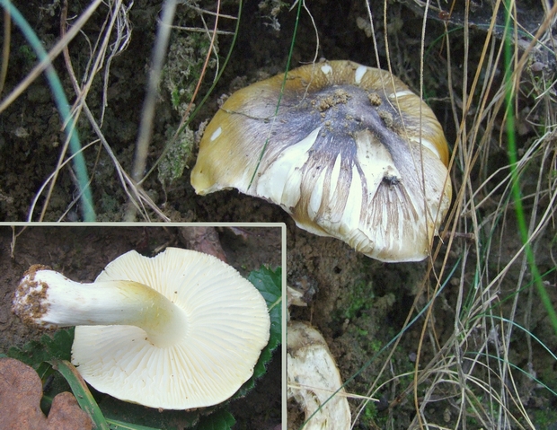 čírovka zelenohnedastá Tricholoma sejunctum (Sowerby) Quél.