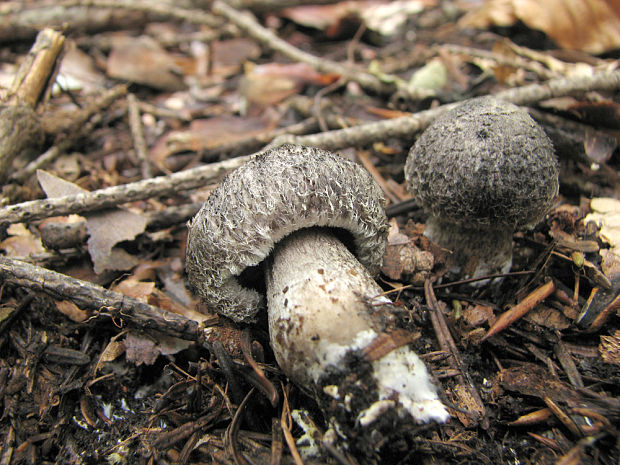 čírovka Tricholoma sp.