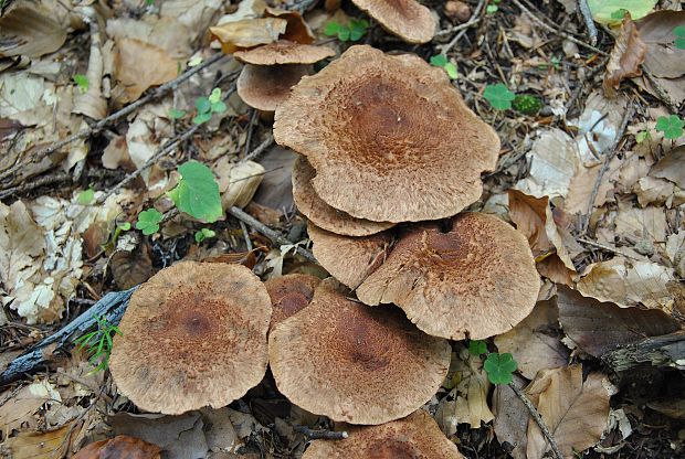 čírovka škridlicovitá Tricholoma vaccinum (Schaeff.) P. Kumm.