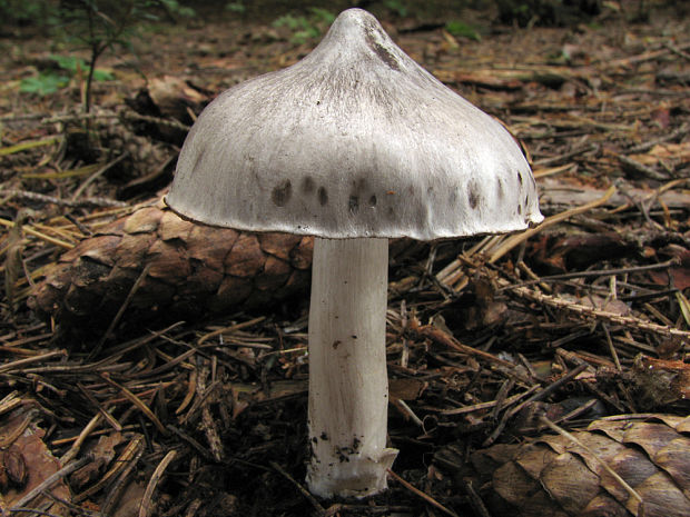 čírovka štipľavá Tricholoma virgatum (Fr.) P. Kumm.