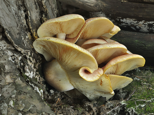 čírovec červenožltý Tricholomopsis rutilans (Schaeff.) Singer