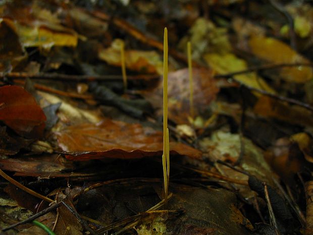 piestovka vysoká Typhula phacorrhiza (Reichard) Fr.