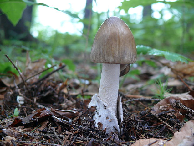 muchotrávka pošvatá Amanita vaginata (Bull.) Lam.