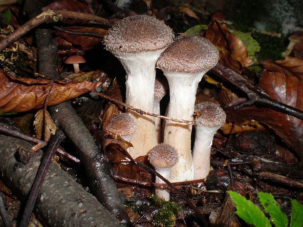 podpňovka obyčajná Armillaria mellea (Vahl) P. Kumm.