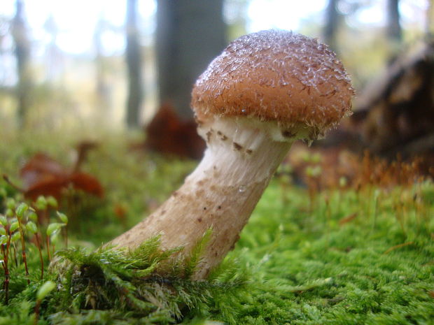 podpňovka obyčajná? Armillaria mellea (Vahl) P. Kumm.