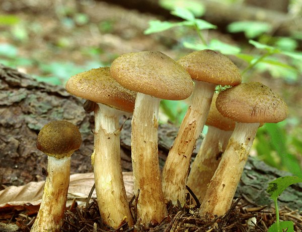 podpňovka obyčajná Armillaria mellea (Vahl) P. Kumm.