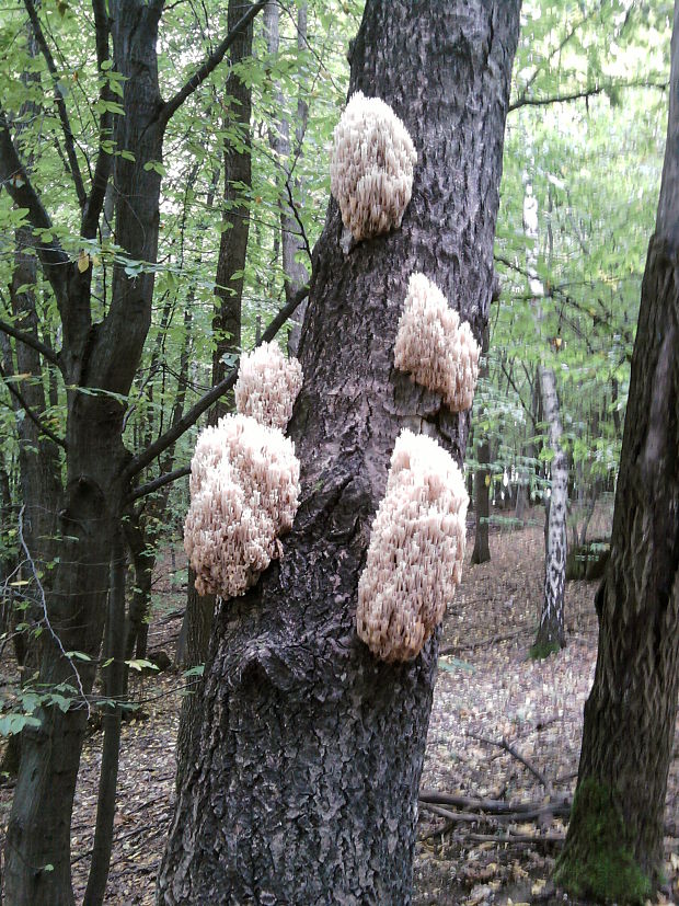 korunovec svietnikovitý Artomyces pyxidatus (Pers.) Jülich