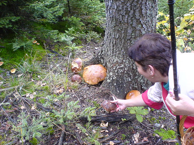 hríb smrekový Boletus edulis Bull.