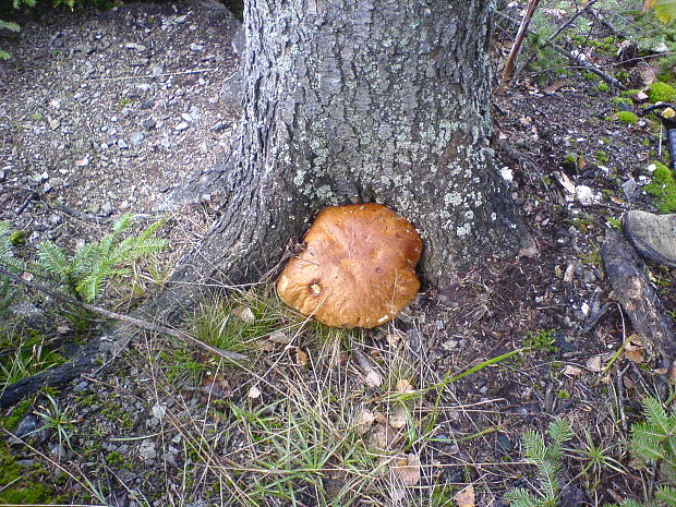 hríb smrekový Boletus edulis Bull.