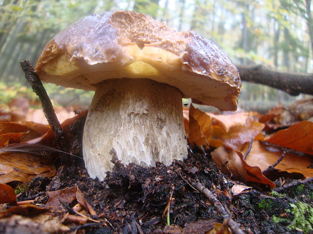 hríb smrekový Boletus edulis Bull.