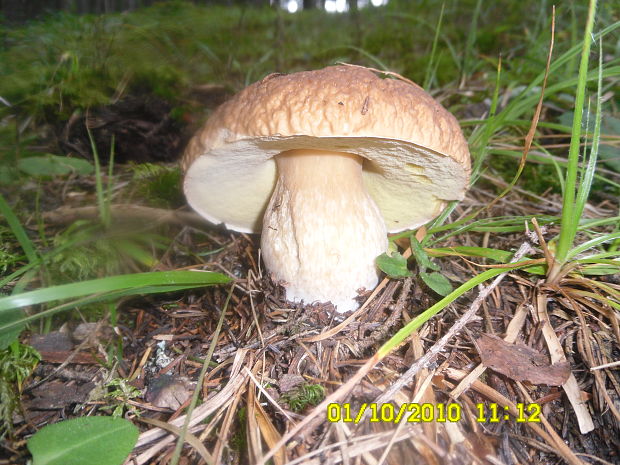 hríb smrekový Boletus edulis Bull.