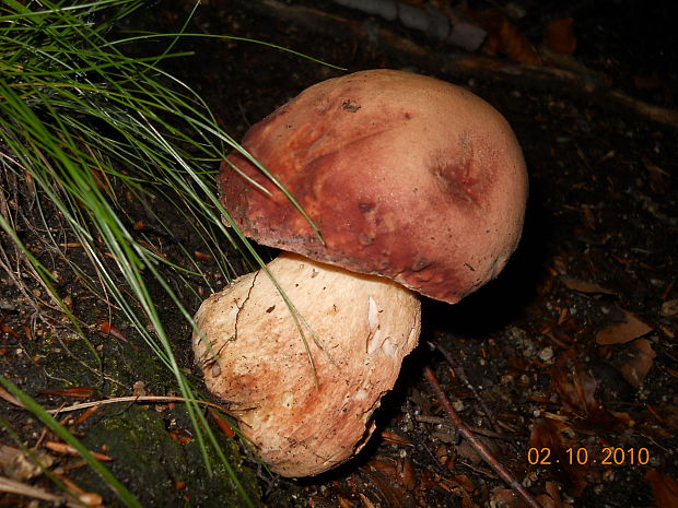 hríb sosnový Boletus pinophilus Pil. et Dermek in Pil.