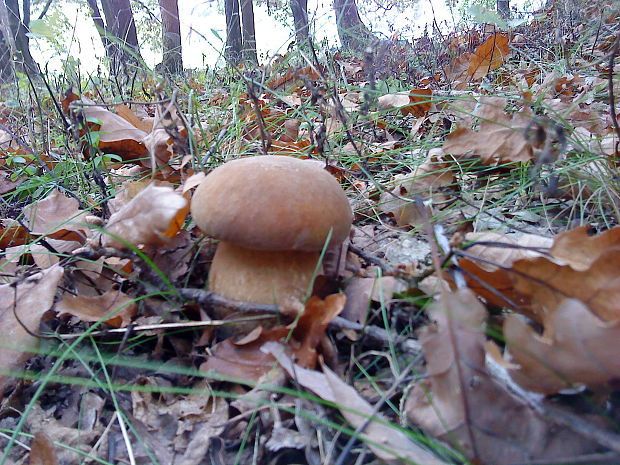 hríb dubový Boletus reticulatus Schaeff.