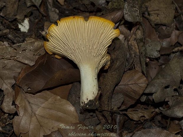 kuriatko Cantharellus sp.