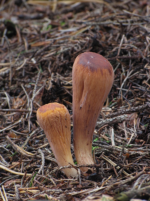 kyjak useknutý Clavariadelphus truncatus Donk