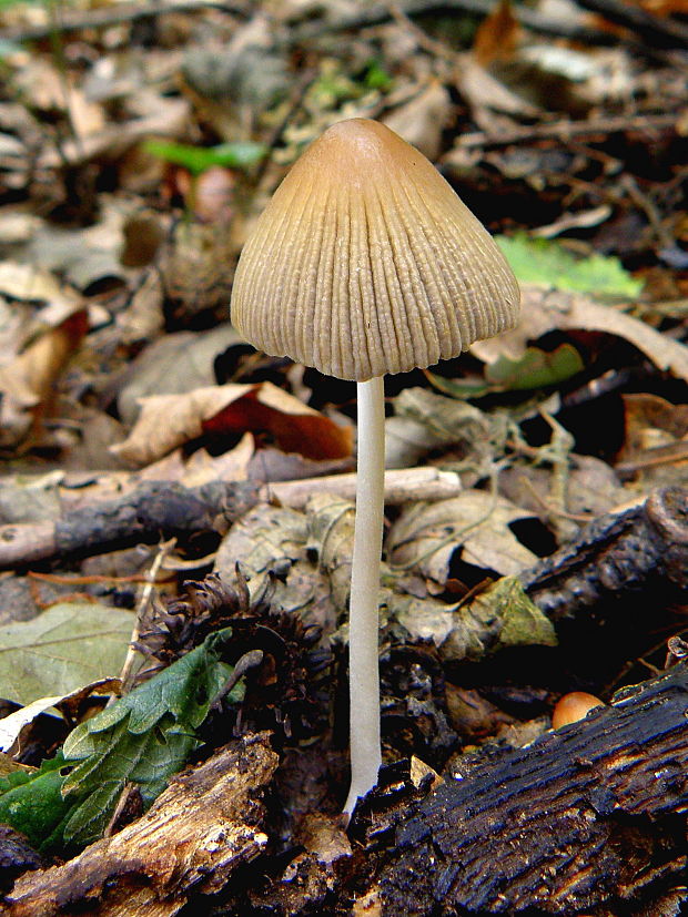 hnojník zriasený Coprinellus impatiens (Fr.) J.E. Lange