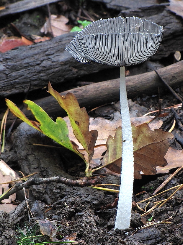 hnojník Coprinus sp.