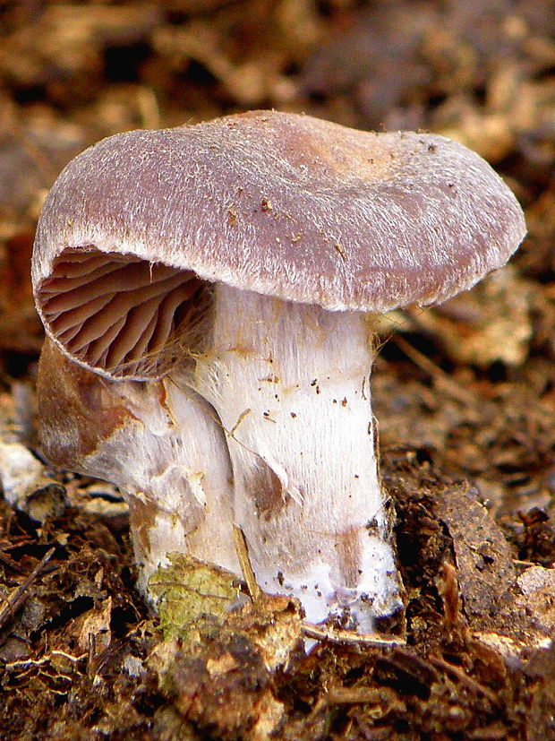 pavučinovec Cortinarius sp.