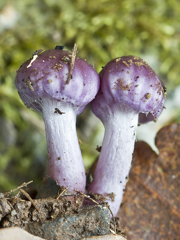 pavučinovec Cortinarius sp.