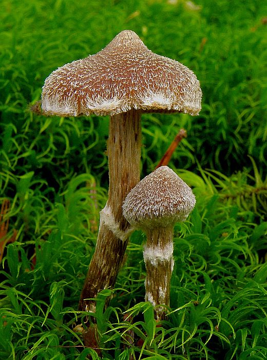 pavučinovec Cortinarius sp.