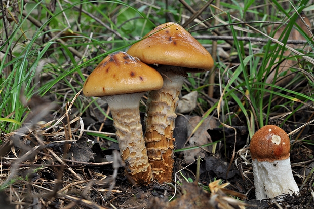 pavučinovec mazľavý Cortinarius trivialis J.E. Lange