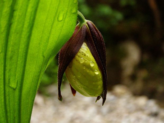 črievičník papučkový Cypripedium calceolus L.