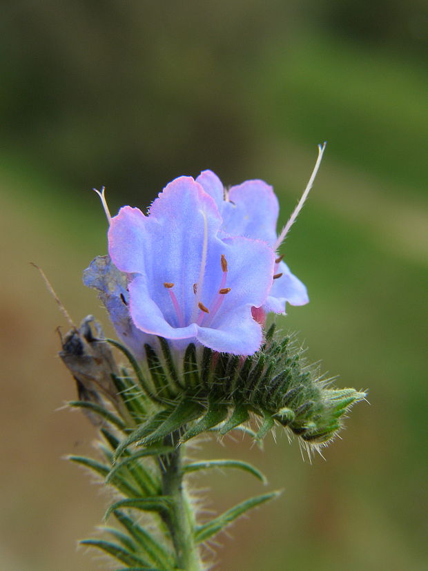 hadinec obyčajný Echium vulgare L.