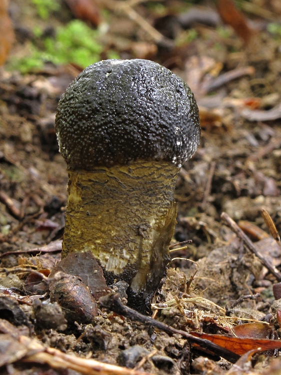 žezlovka veľkovýtrusná Elaphocordyceps longisegmentum (Ginns) G.H. Sung, J.M. Sung & Spatafora