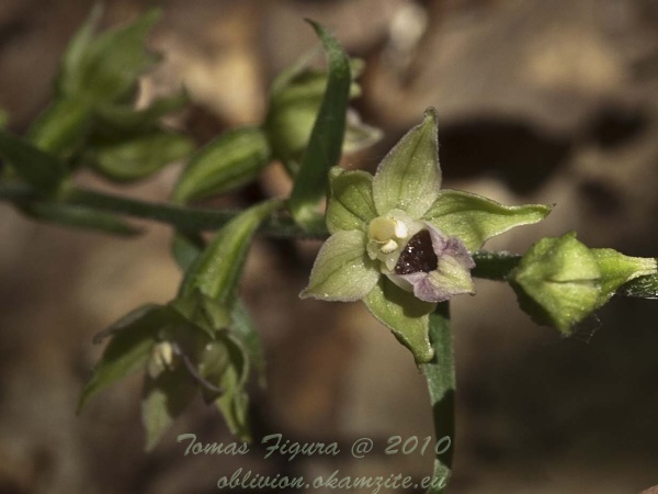 kruštík širokolistý Epipactis helleborine (L.) Crantz